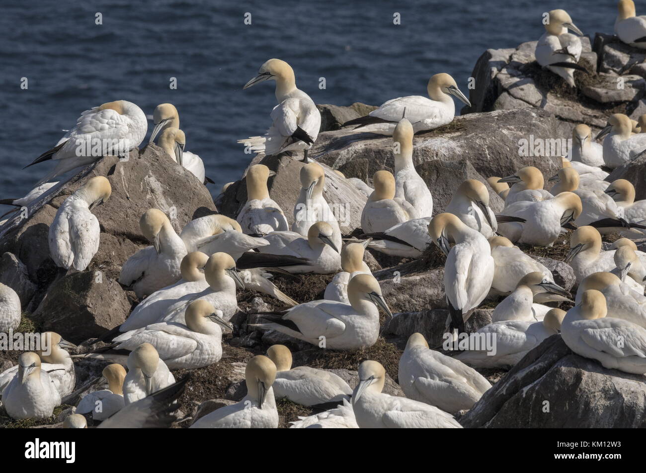 Northern gannet, morus bassanus, colonia sulle scogliere di Capo St Mary, Terranova. Foto Stock