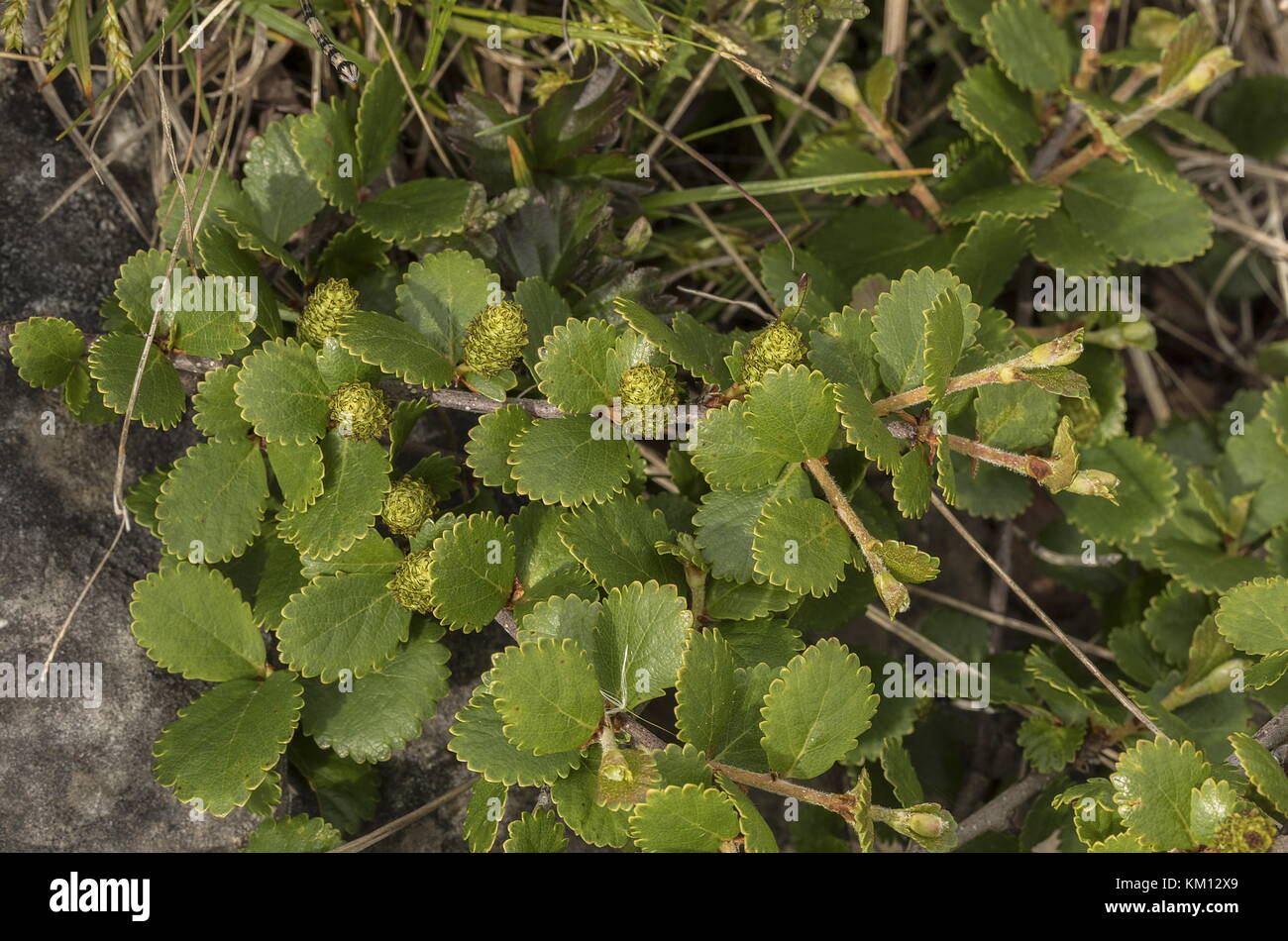 Bog Birch, Betula pumila, con i gatti in fiore, Terranova. Foto Stock