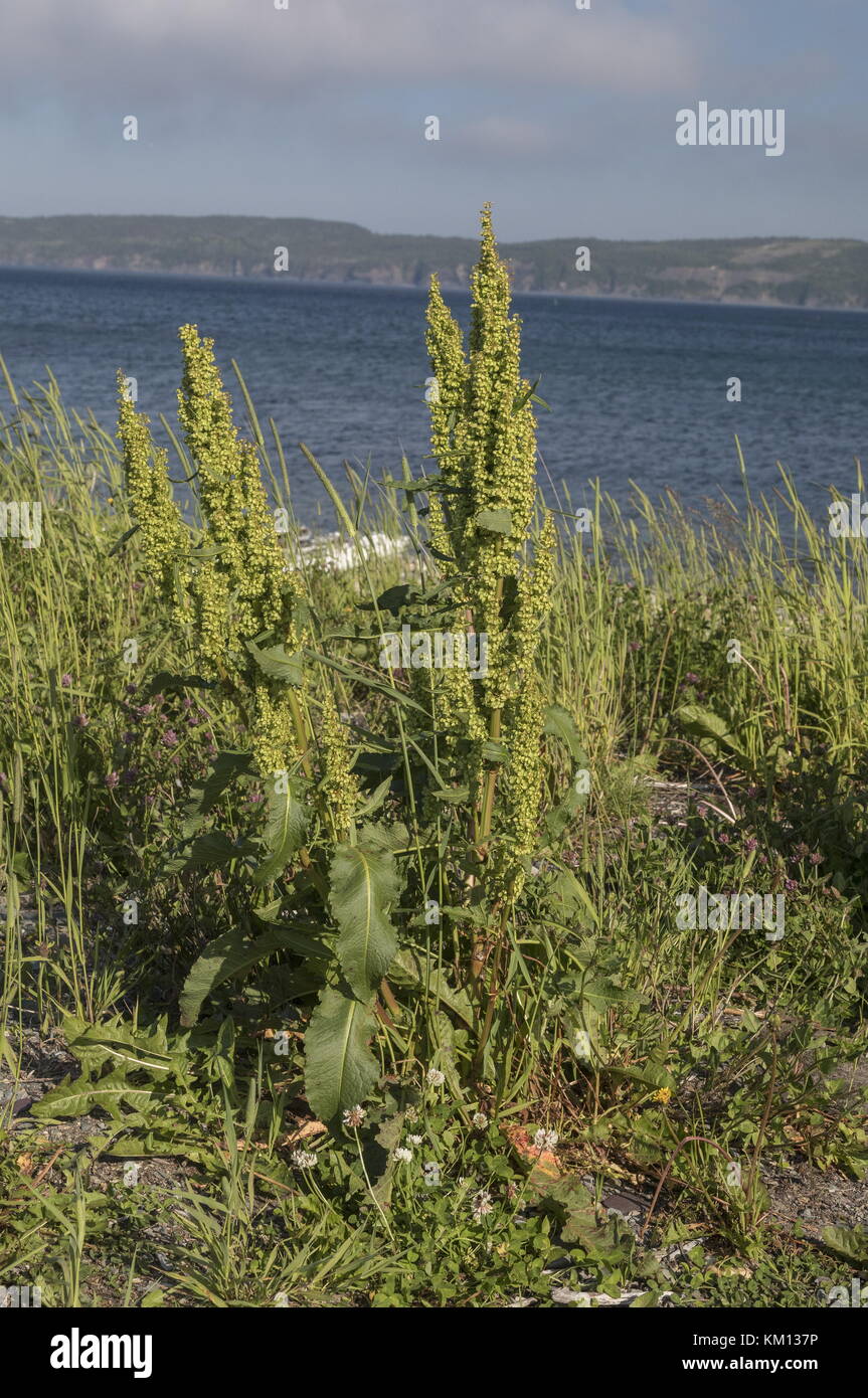 A lungo lasciato dock, rumex longifolius, in fiore e frutto sulla spiaggia di ciottoli. Foto Stock