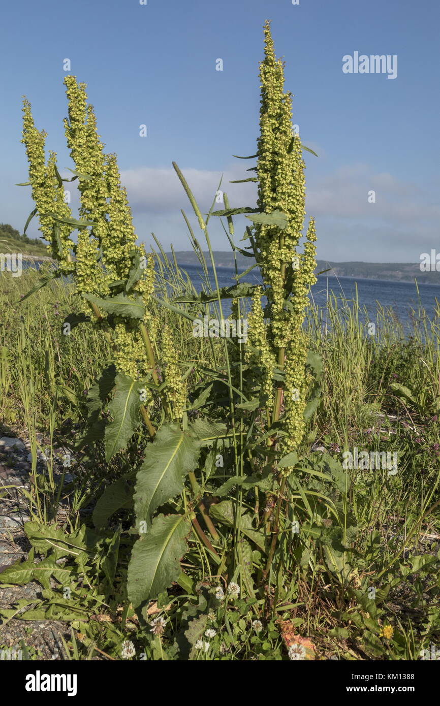 Molo a foglie lunghe, Rumex longifolius, in fiore e frutta sulla spiaggia di ciottoli. Foto Stock