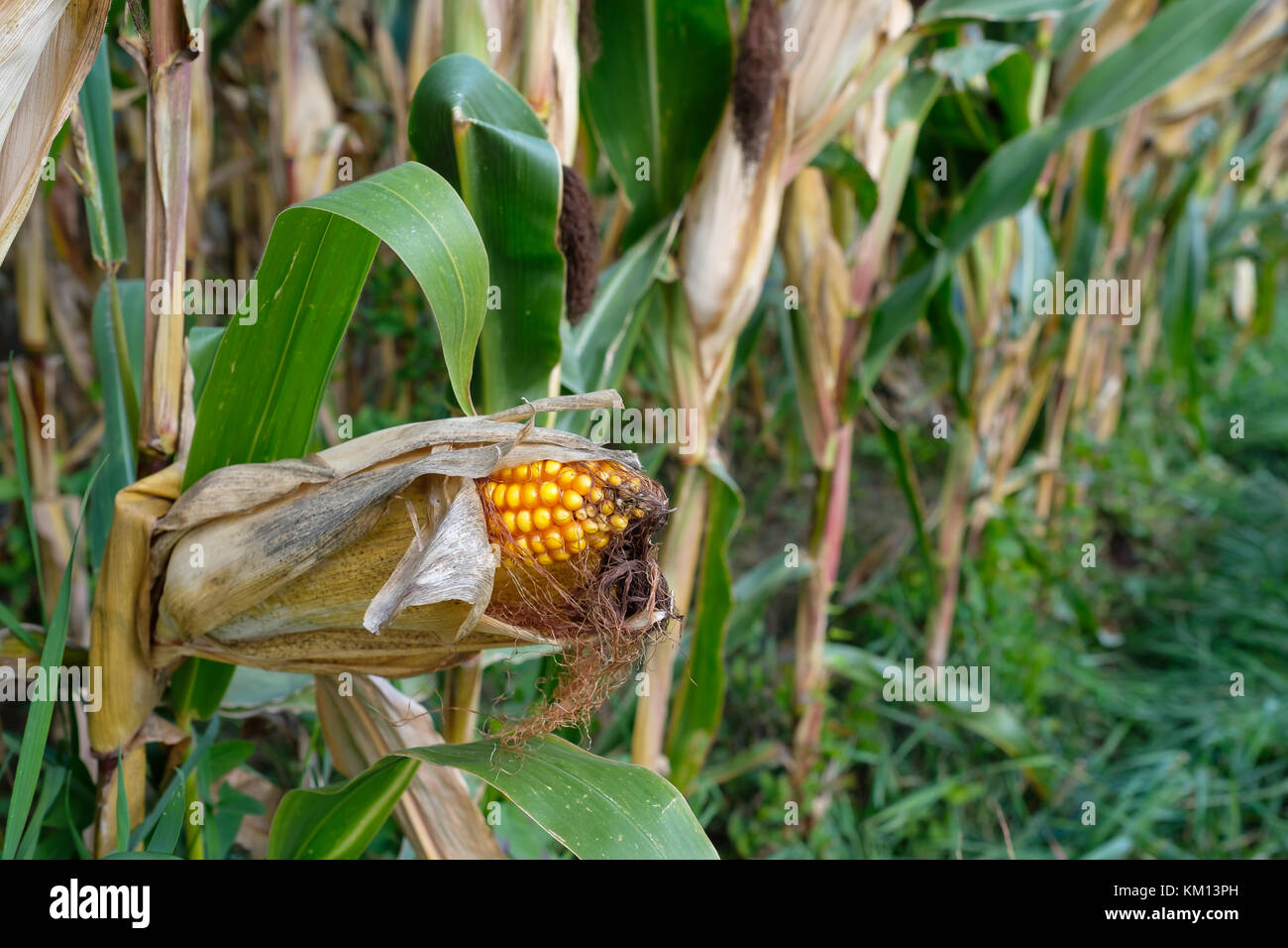 Giallo di tutolo di mais da foraggio prima il raccolto Foto Stock