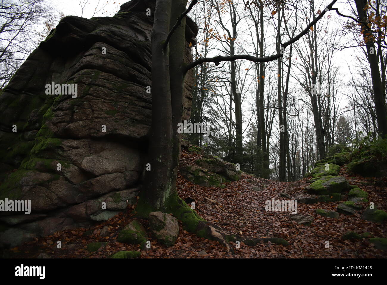 In autunno gli alberi nelle foreste Foto Stock