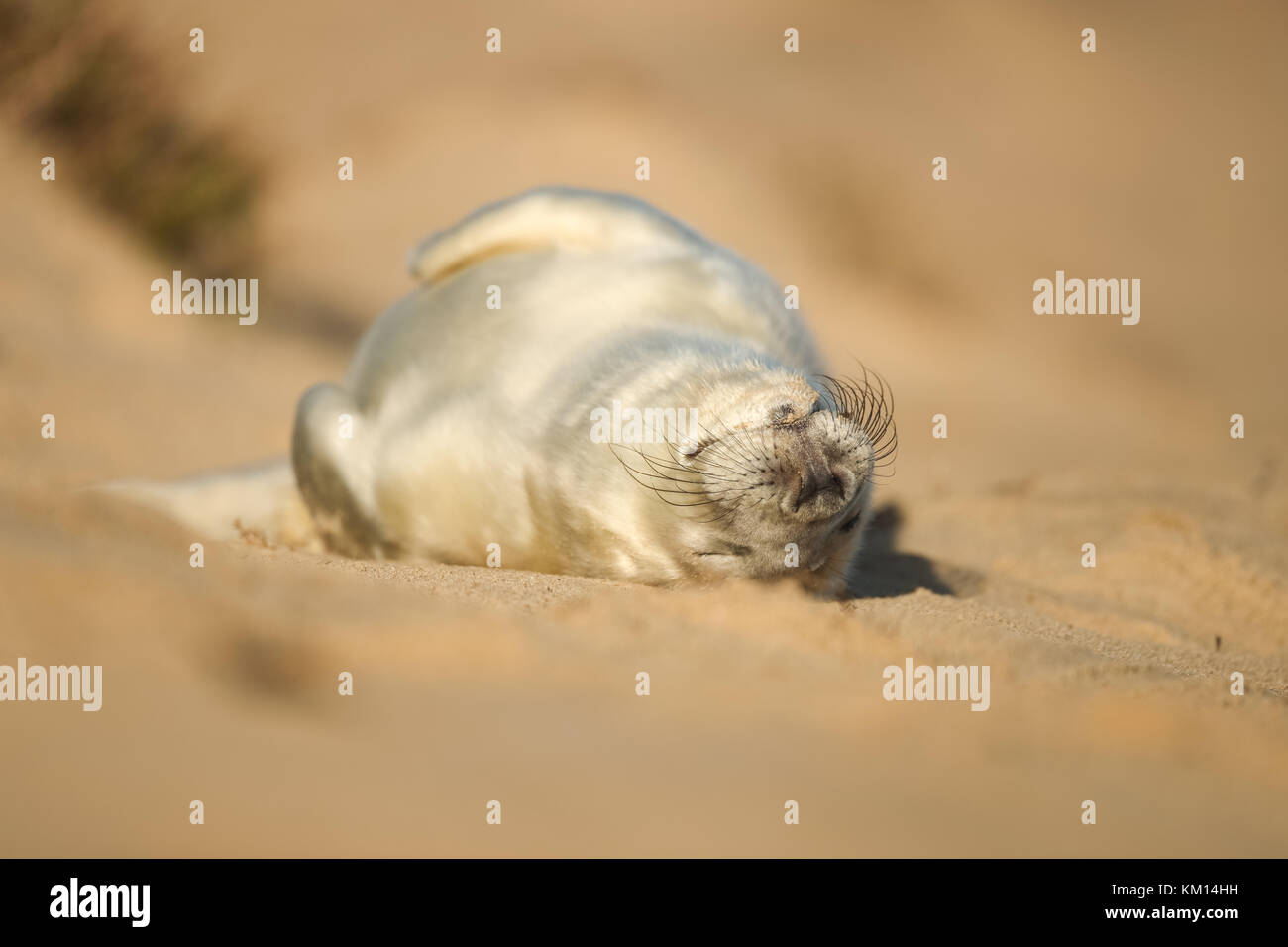 Un giovanissimo grigio pup tenuta in appoggio la sua stanca testa su di una spiaggia di sabbia Foto Stock