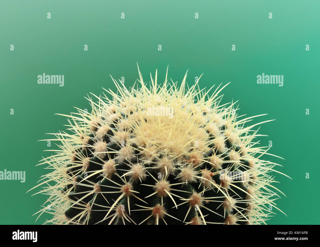 Cactus. art gallery design di moda. stillife minima. verde trendy di cactus luminosi colori estivi. creative stile inusuale. fashion concept, backgro verde Foto Stock