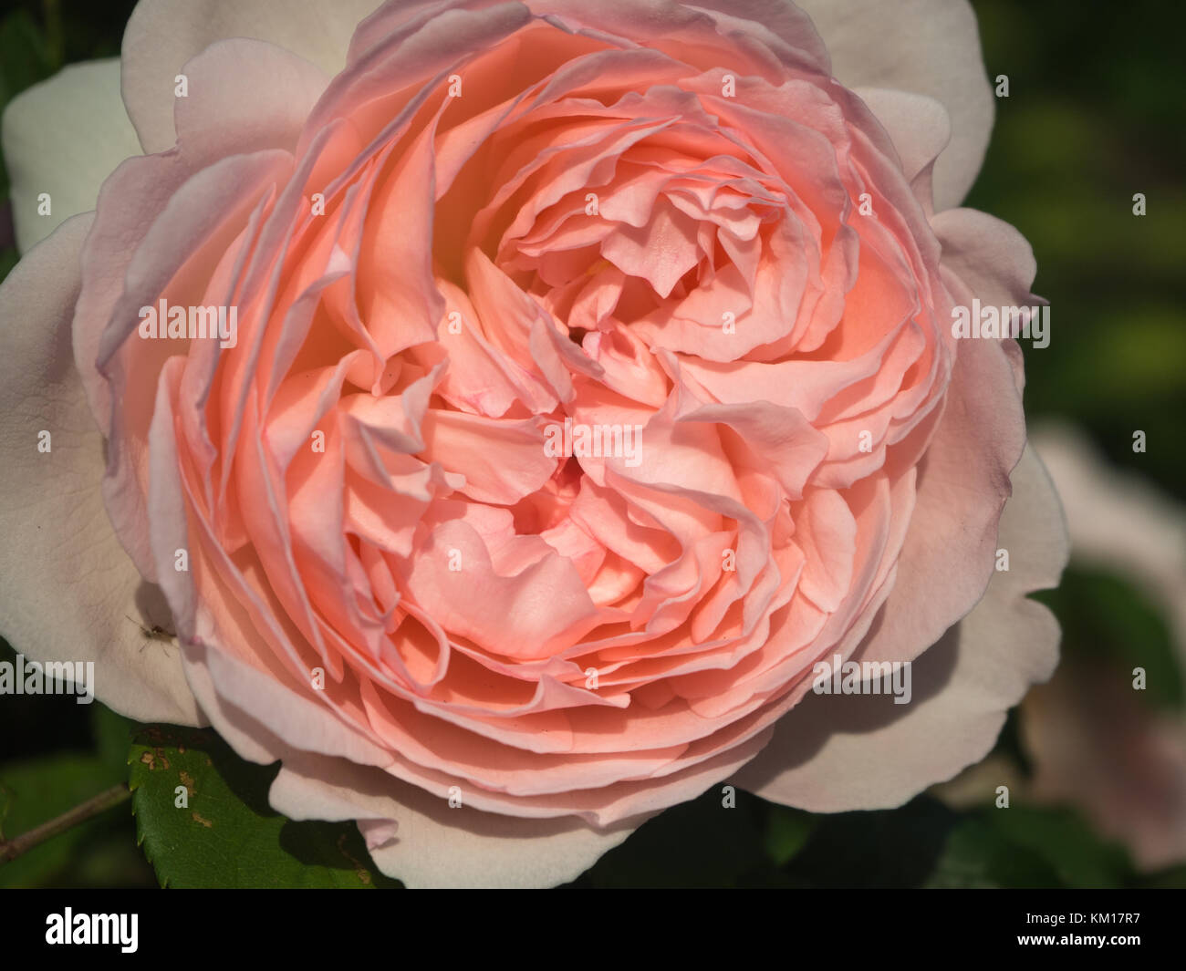 Un pallido rosa rosa in fiore Foto Stock
