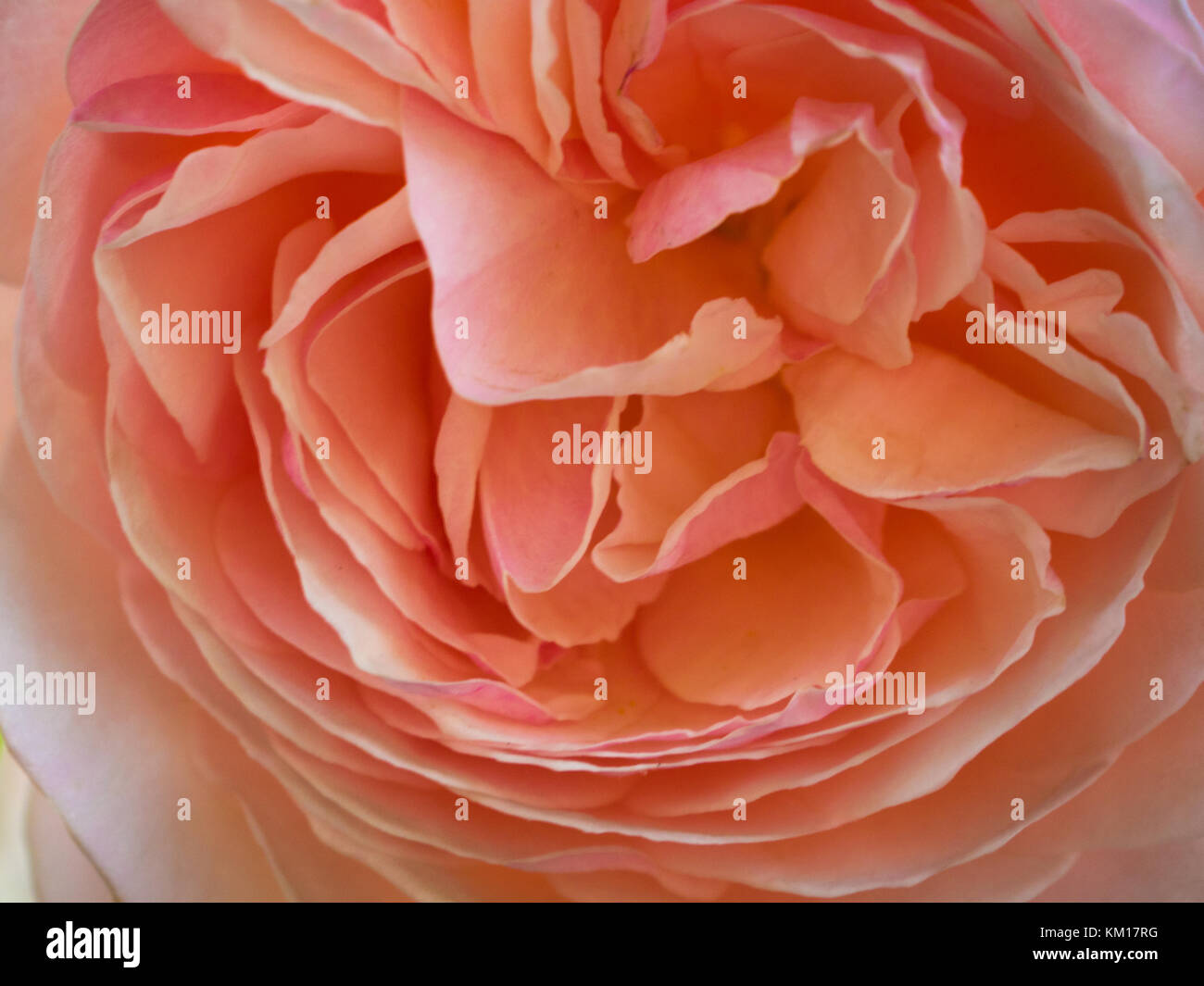 Close up dei petali di un pallido rosa rosa Foto Stock