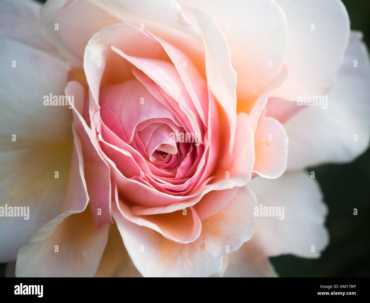 Close up di un delicato rosa pallido rosa Foto Stock