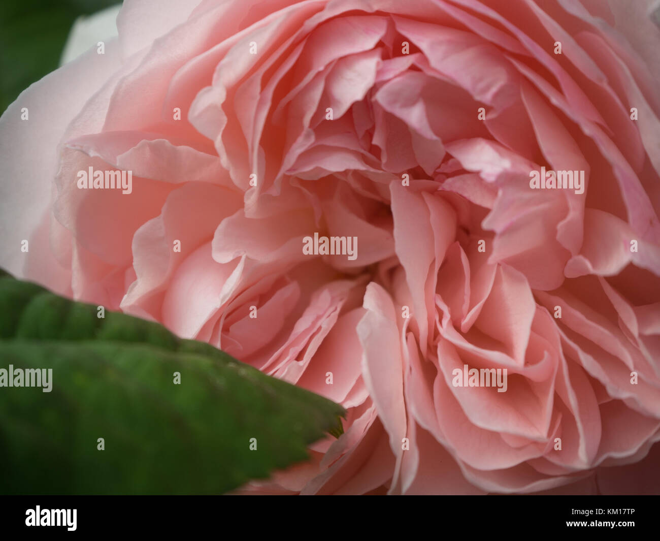 Un pallido rosa rosa in fiore al parco Foto Stock