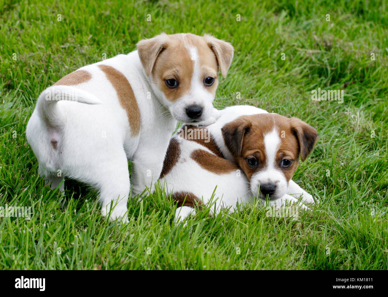 Danese Svedese farkdog 2016 Foto Stock