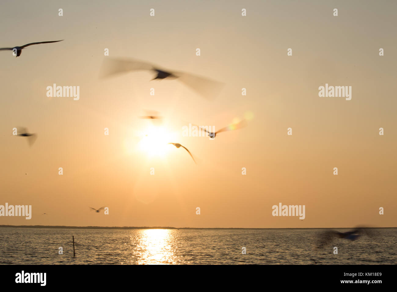 Flying gabbiani al tramonto Foto Stock