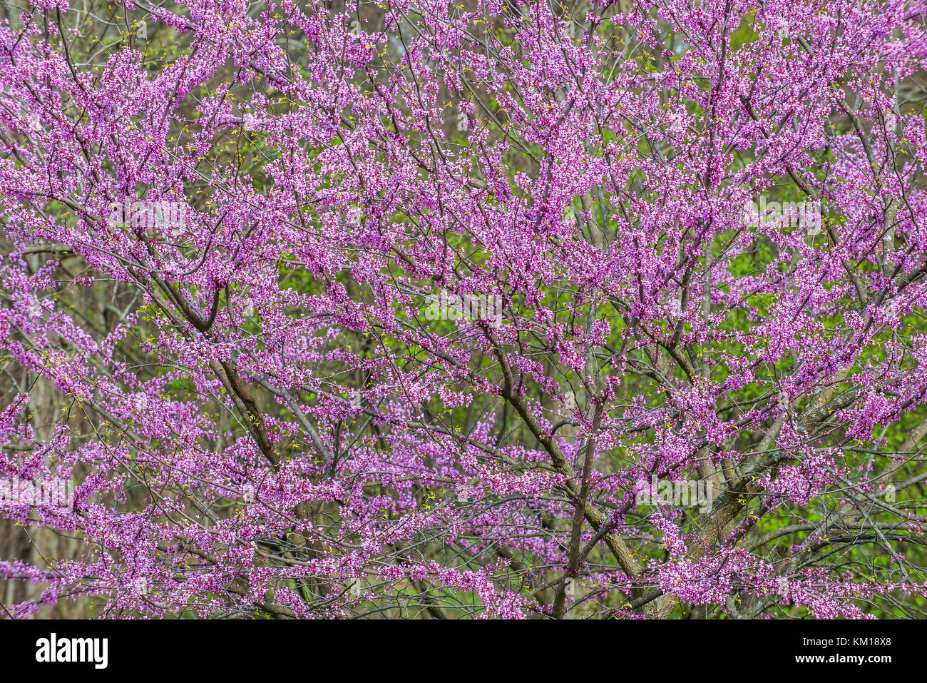 Redbud albero in fiore (Cercis canadensis), molla, STATI UNITI D'AMERICA MERIDIONALE, da Bruce Montagne/Dembinsky Foto Assoc Foto Stock
