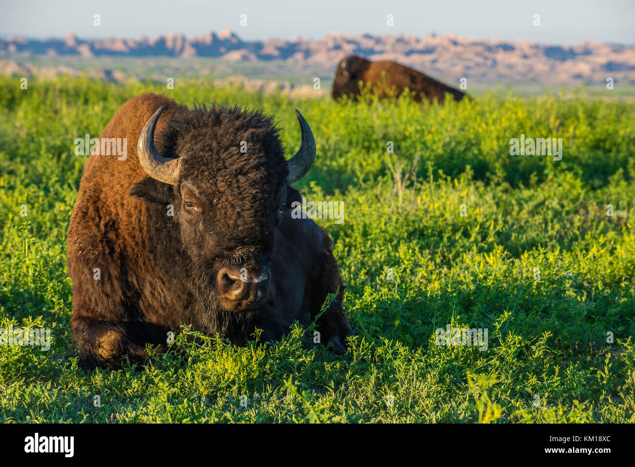 I bisonti americani (Bison bison) di appoggio nelle praterie, Badlands NP, S. Dakota, da Bruce Montagne/Dembinsky Foto Assoc Foto Stock