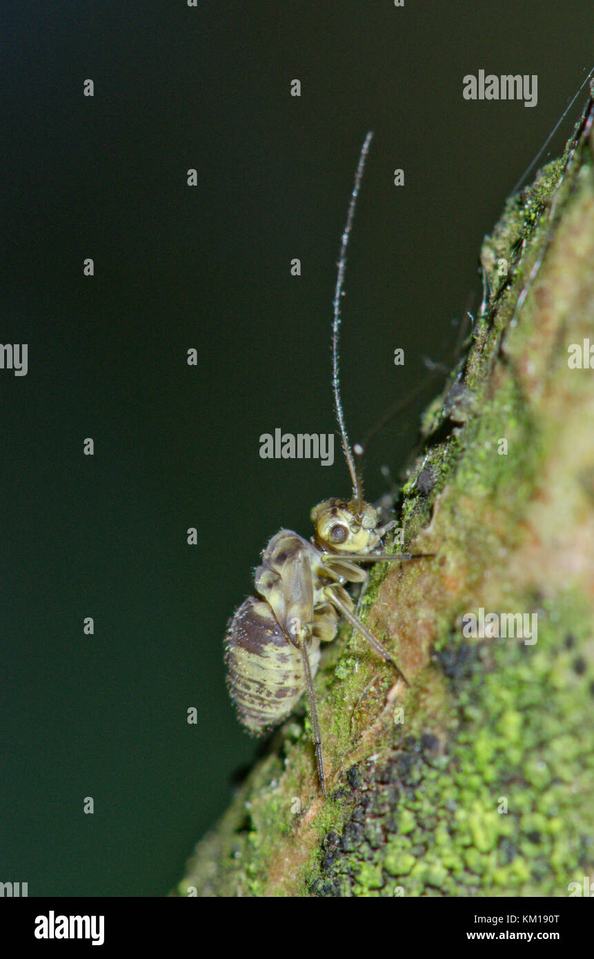 Raro Barkfly (Mesopsocus immunis) sub-maschio adulto. Sussex, Regno Unito Foto Stock