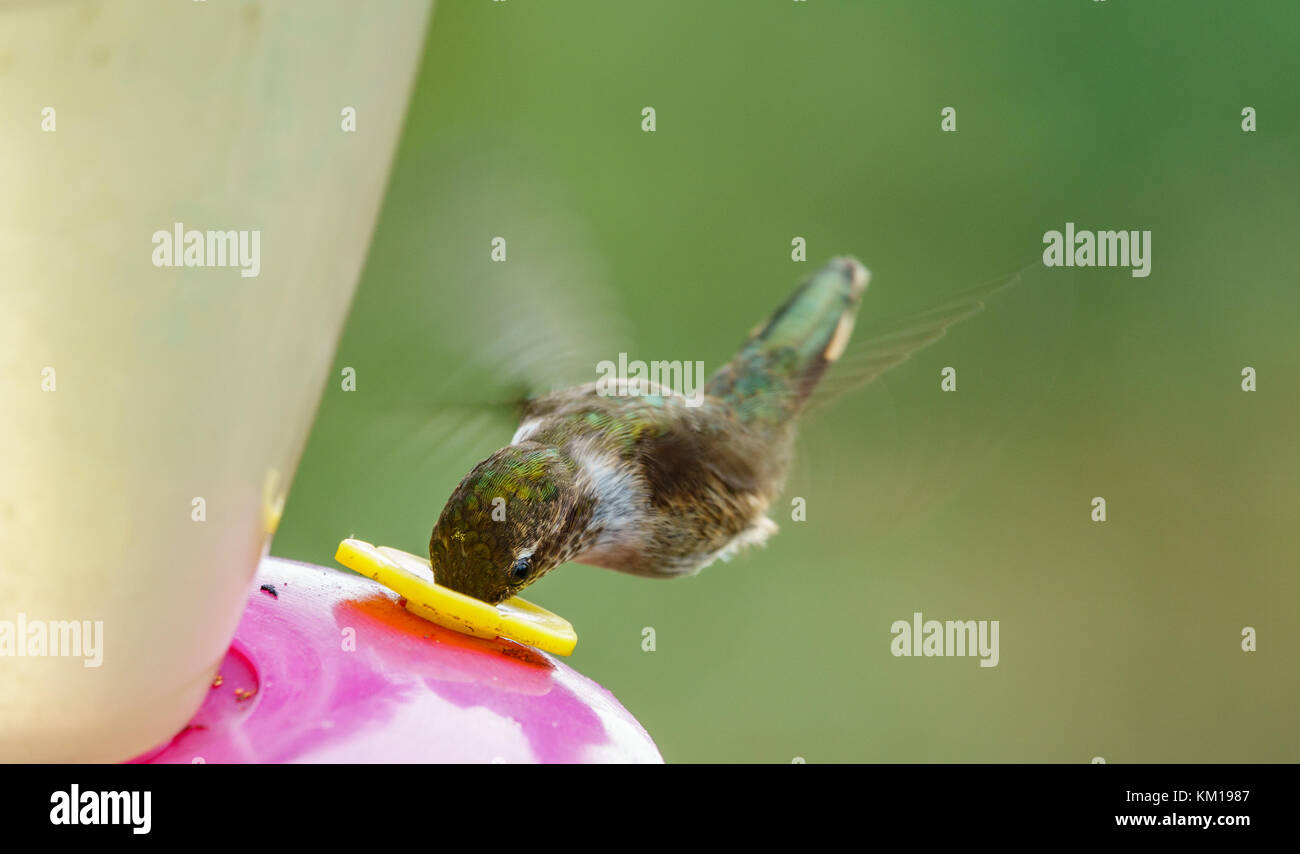 Hummingbird alimentando nell'alimentatore durante il volo Foto Stock