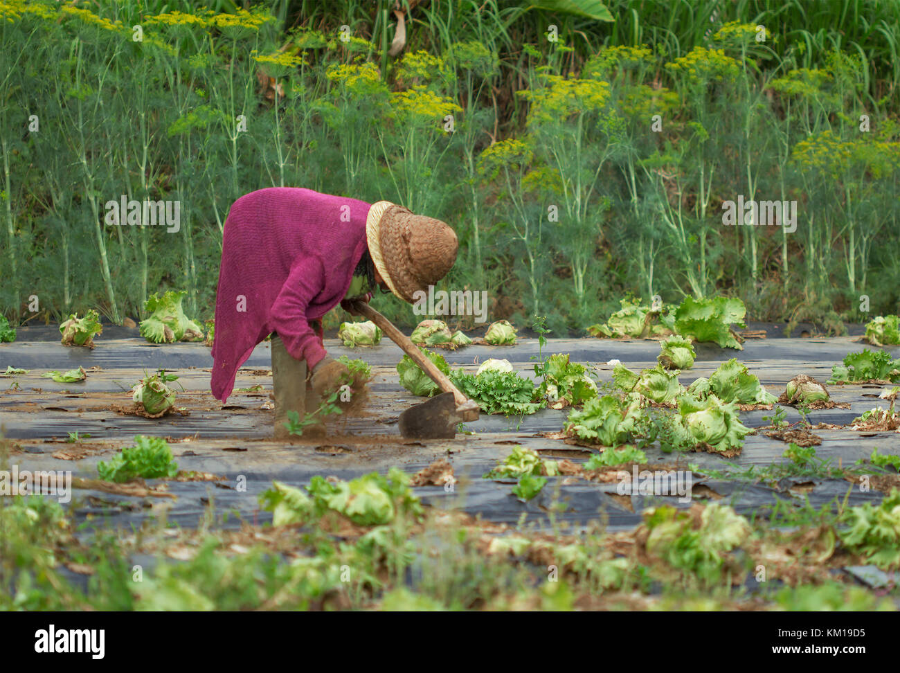 Povero vecchio donna asiatica agricoltore lavora Foto Stock