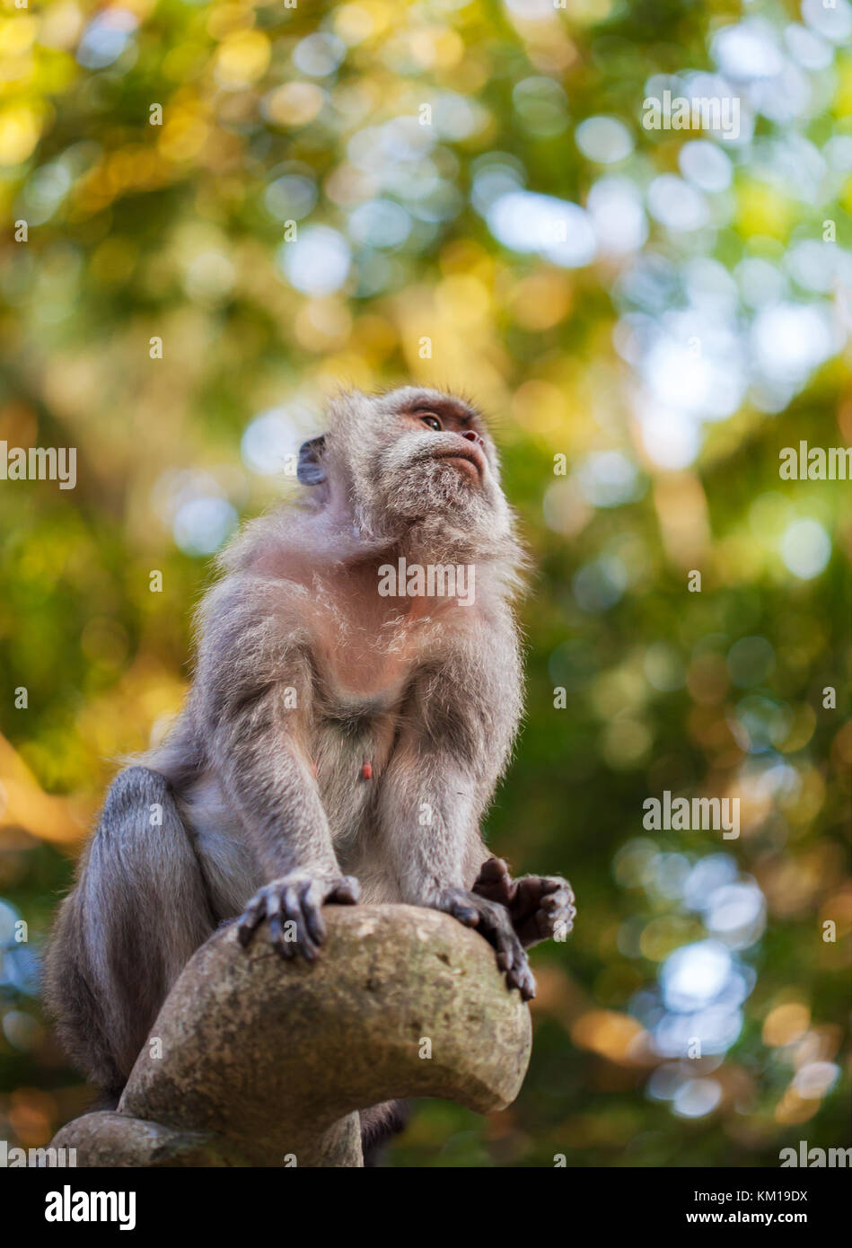 Ritratto di wild seduta scimmia in tropici Foto Stock