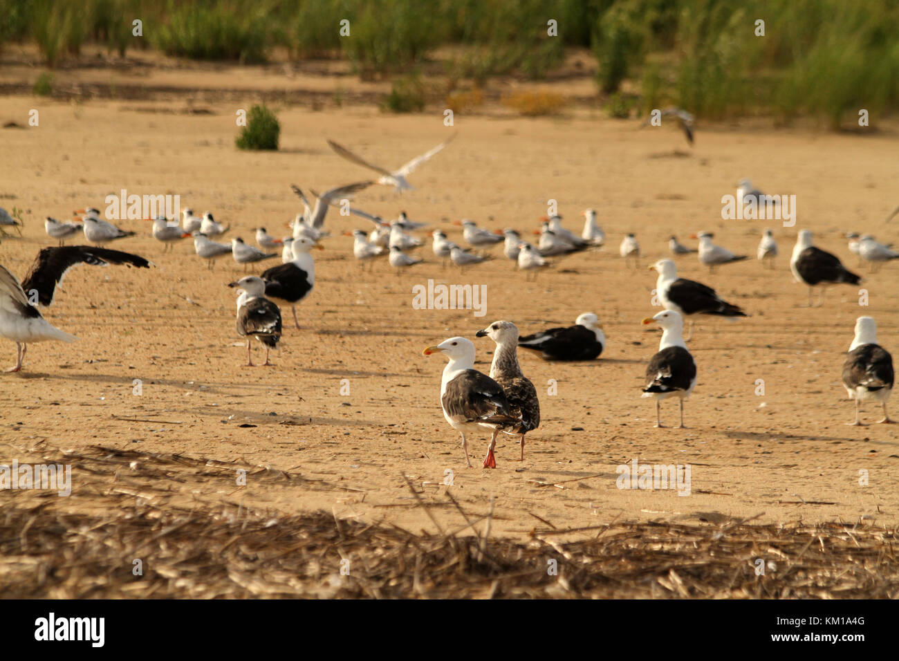 Seagull colonia in Virginia Beach, Stati Uniti d'America Foto Stock