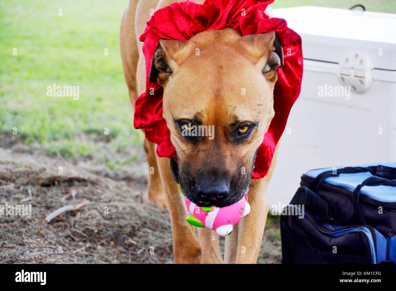 Cane IN COSTUME Foto Stock