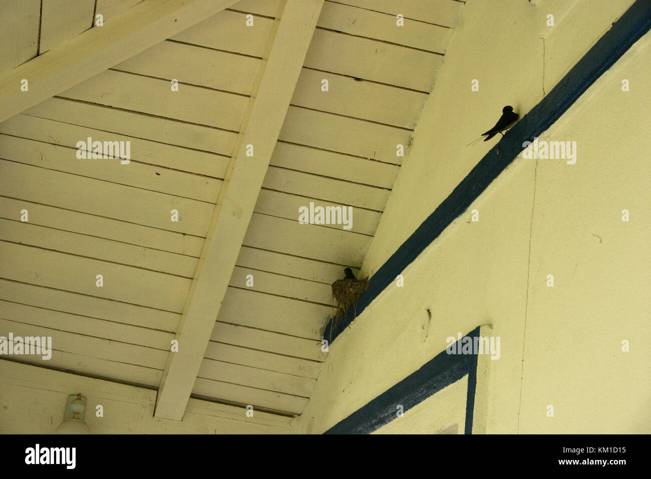 Casa Martin's nidi Foto Stock