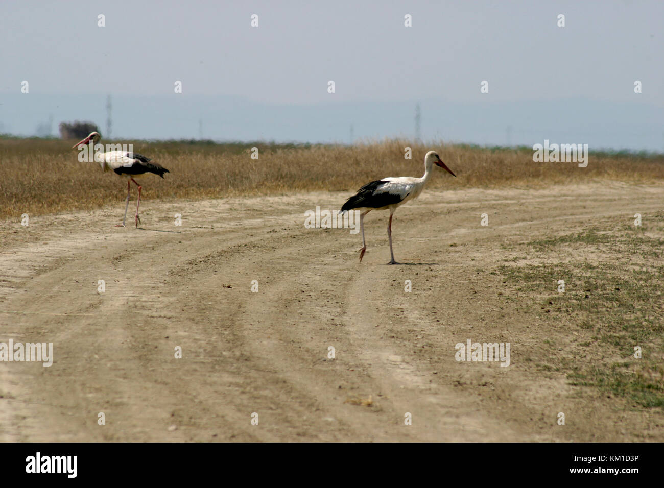 Unione delle cicogne bianche a piedi Foto Stock