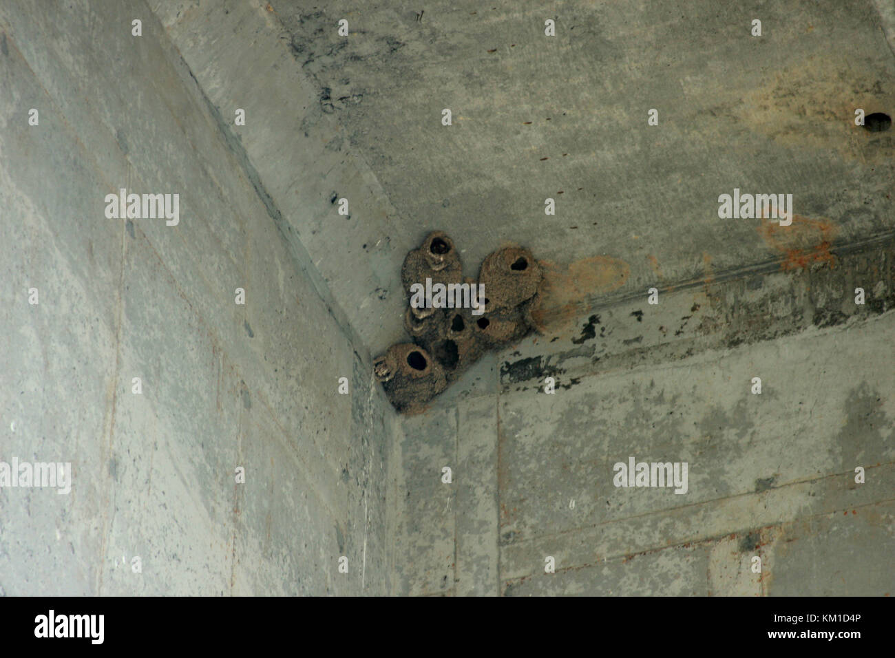 Casa Martin's nidi Foto Stock