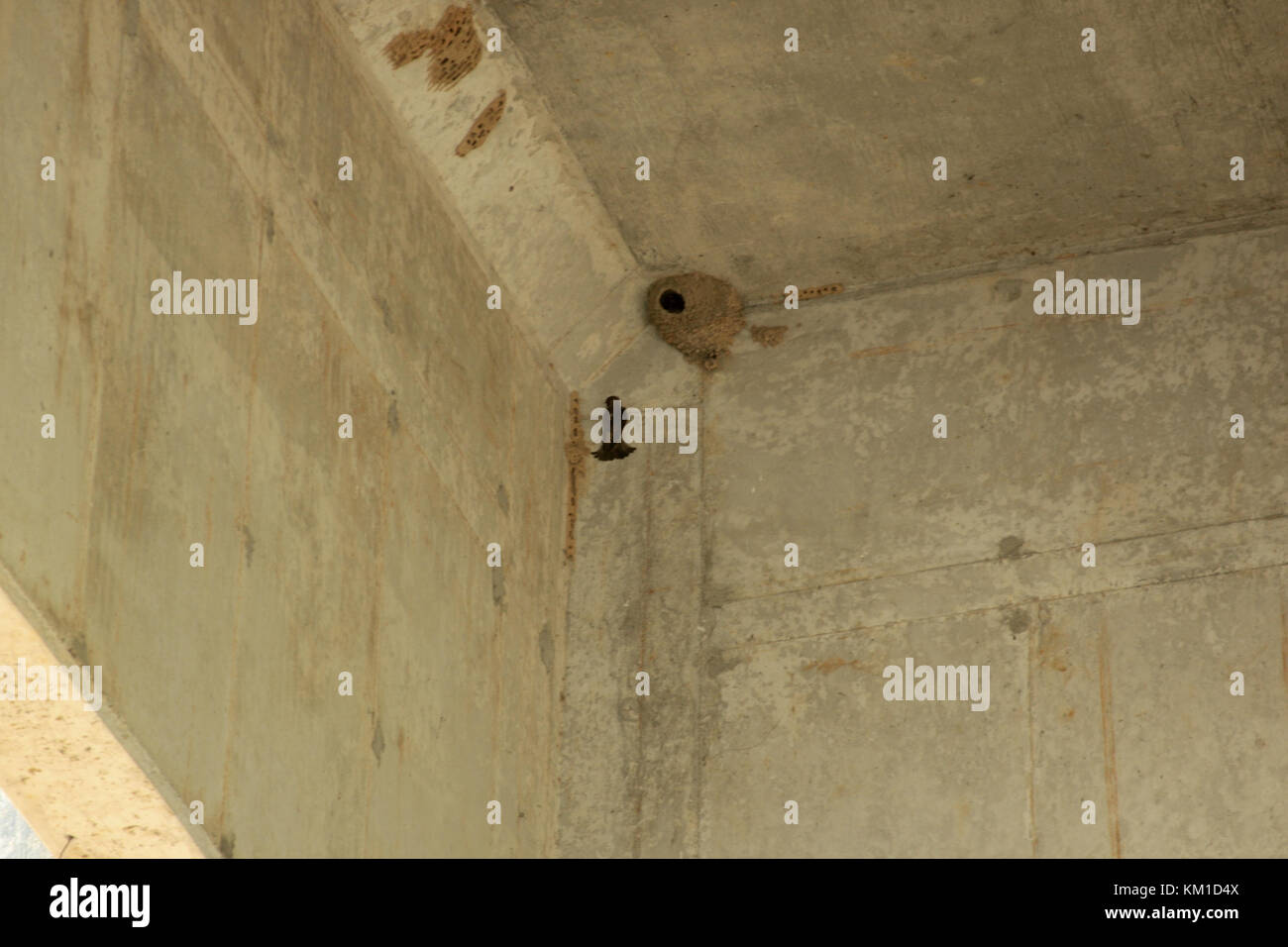 Casa Martin's nidi Foto Stock