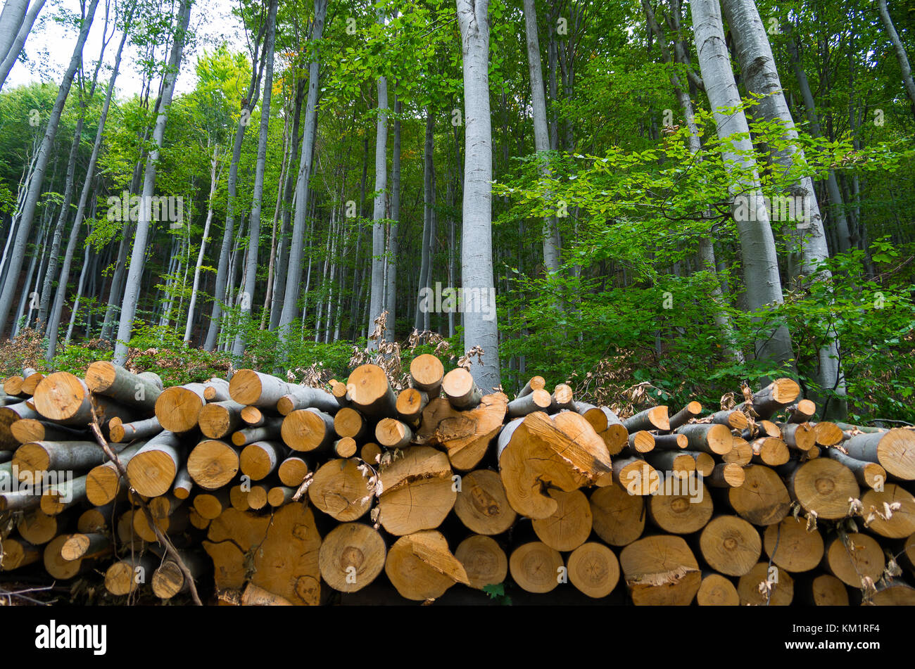 Mucchio di tronchi di legno sul bordo della foresta Foto Stock