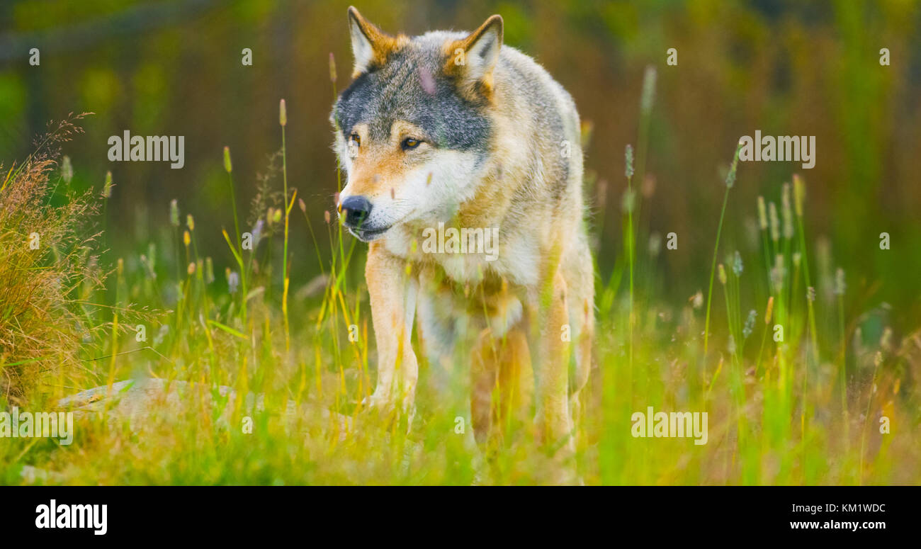 Maschi selvatici wolf a piedi in erba in autunno foresta colorata Foto Stock