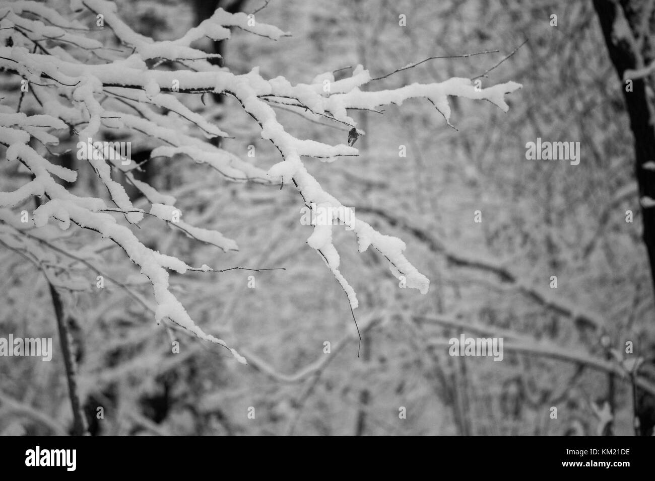 Inverno meteo neve su alberi e rami white giorni nuvolosi natura pittoresca Foto Stock