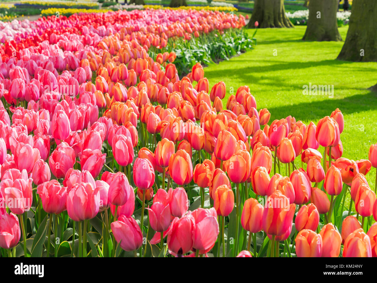 Rosa e Rosso i tulipani Foto Stock