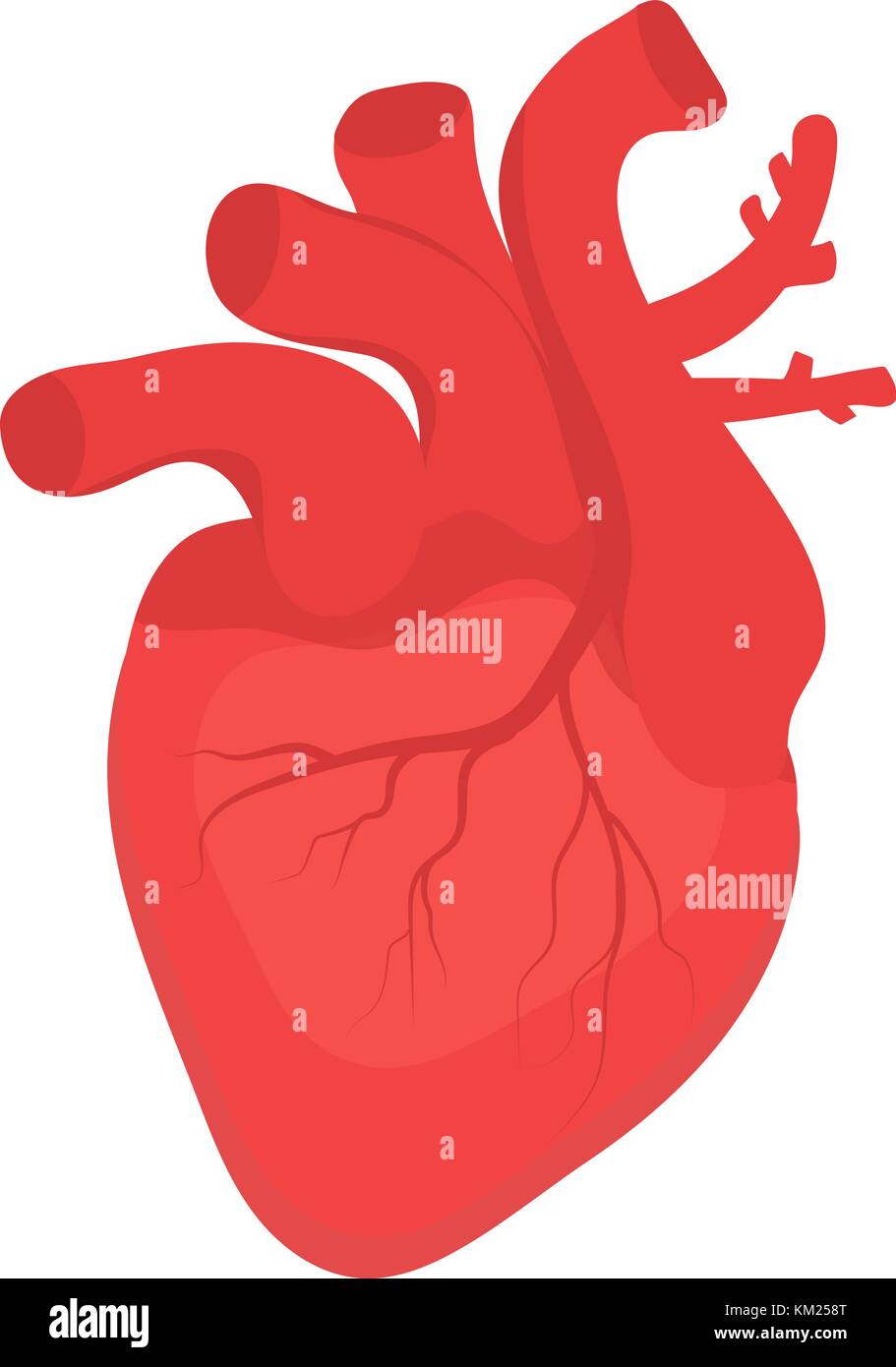 Cuore umano icona, stile piatto. organi interni simbolo. anotomy, cardiologia, concetto. isolato su sfondo bianco. illustrazione vettoriale. Illustrazione Vettoriale