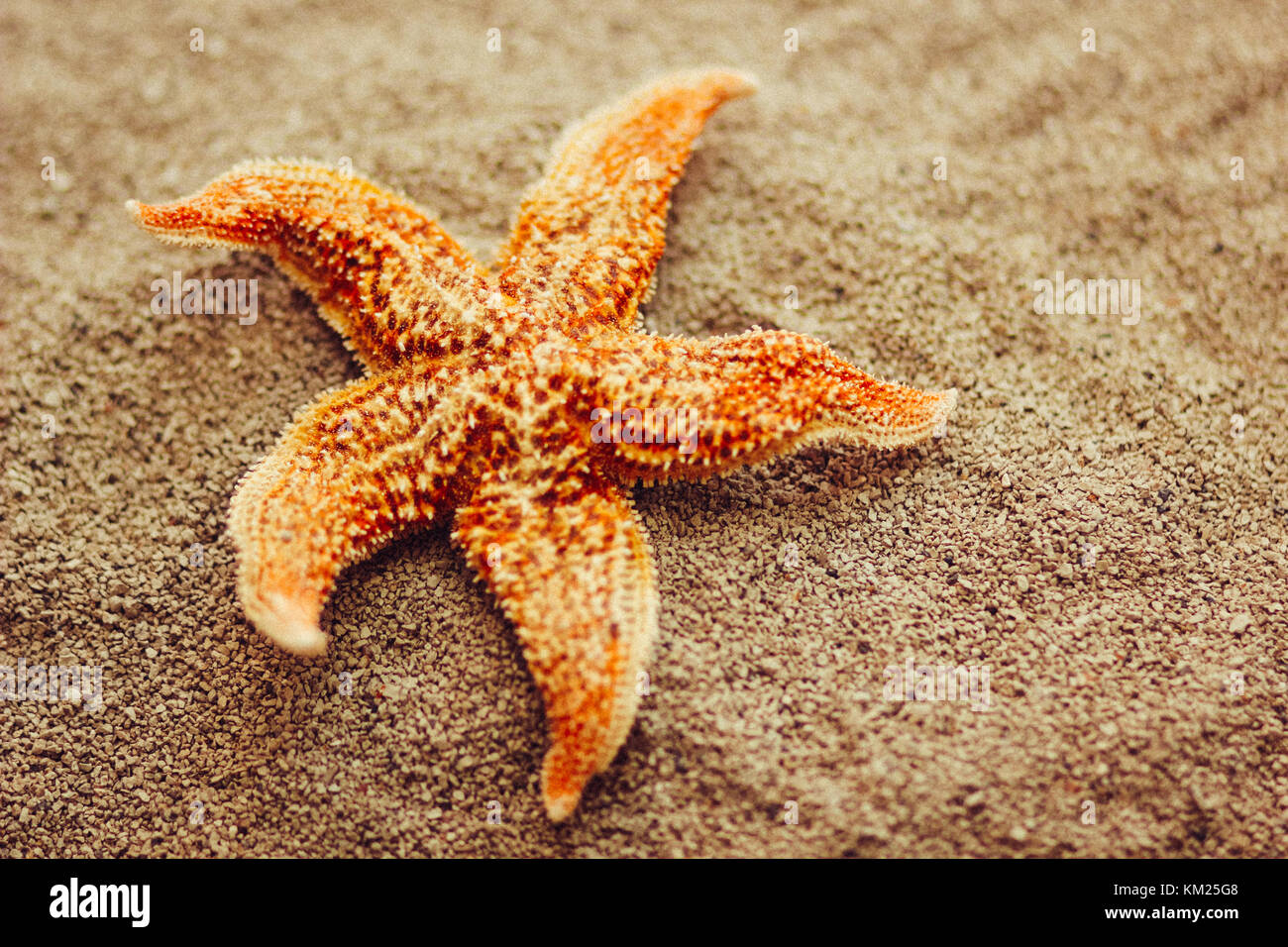 Bella starfish contro contro uno sfondo di luce sabbia di mare. Foto Stock