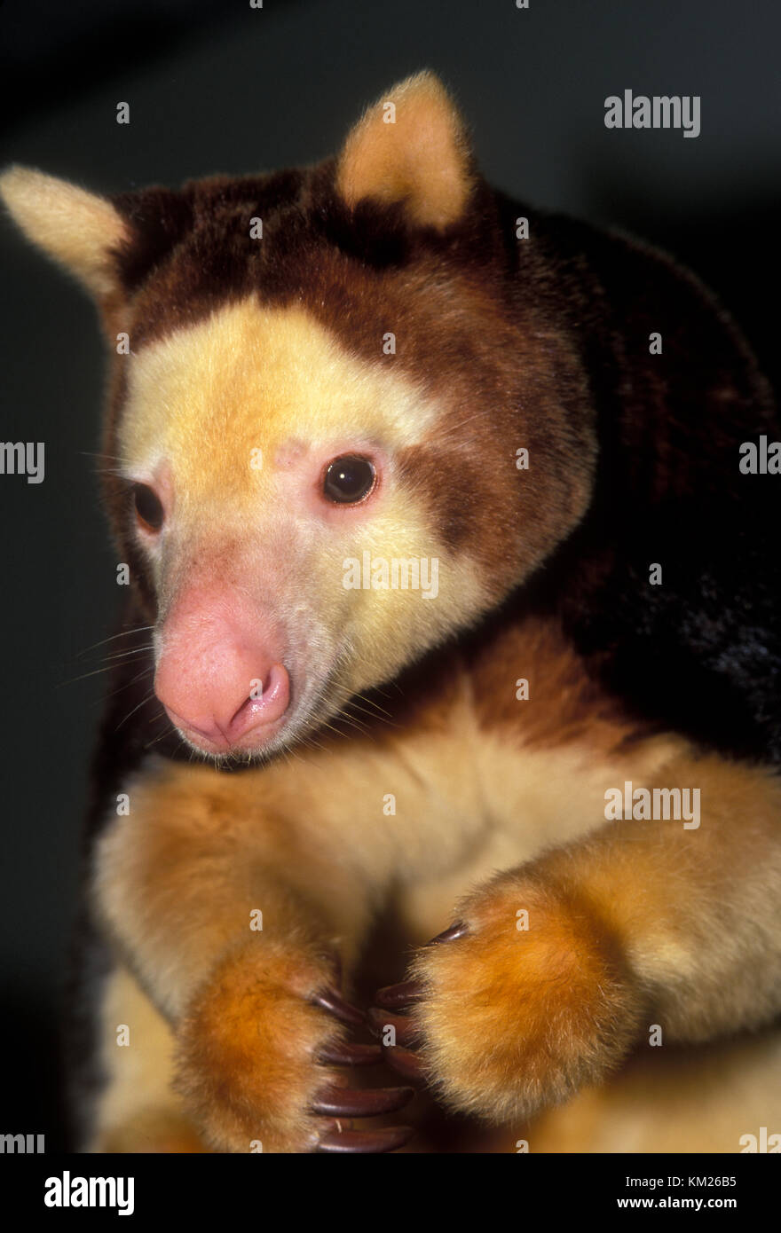 Matchie's Tree Kangaroo, Dendrolagus matschiei, Nuova Guinea una specie in via di estinzione. Foto Stock