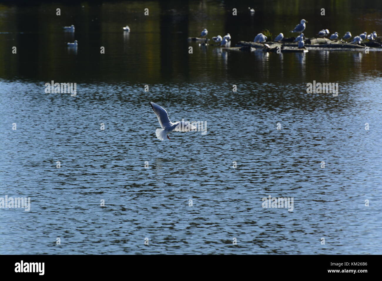 Il bel volo di un uccello Foto Stock