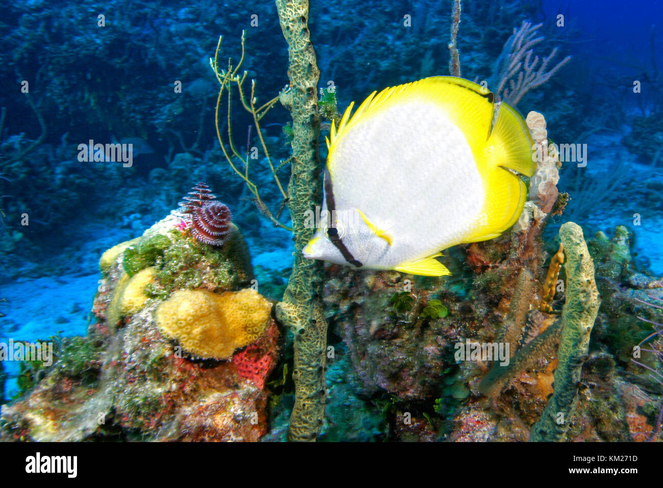Pesci farfalla underwater su una bellissima barriera corallina, Parco nazionale Biscayne, Florida Foto Stock