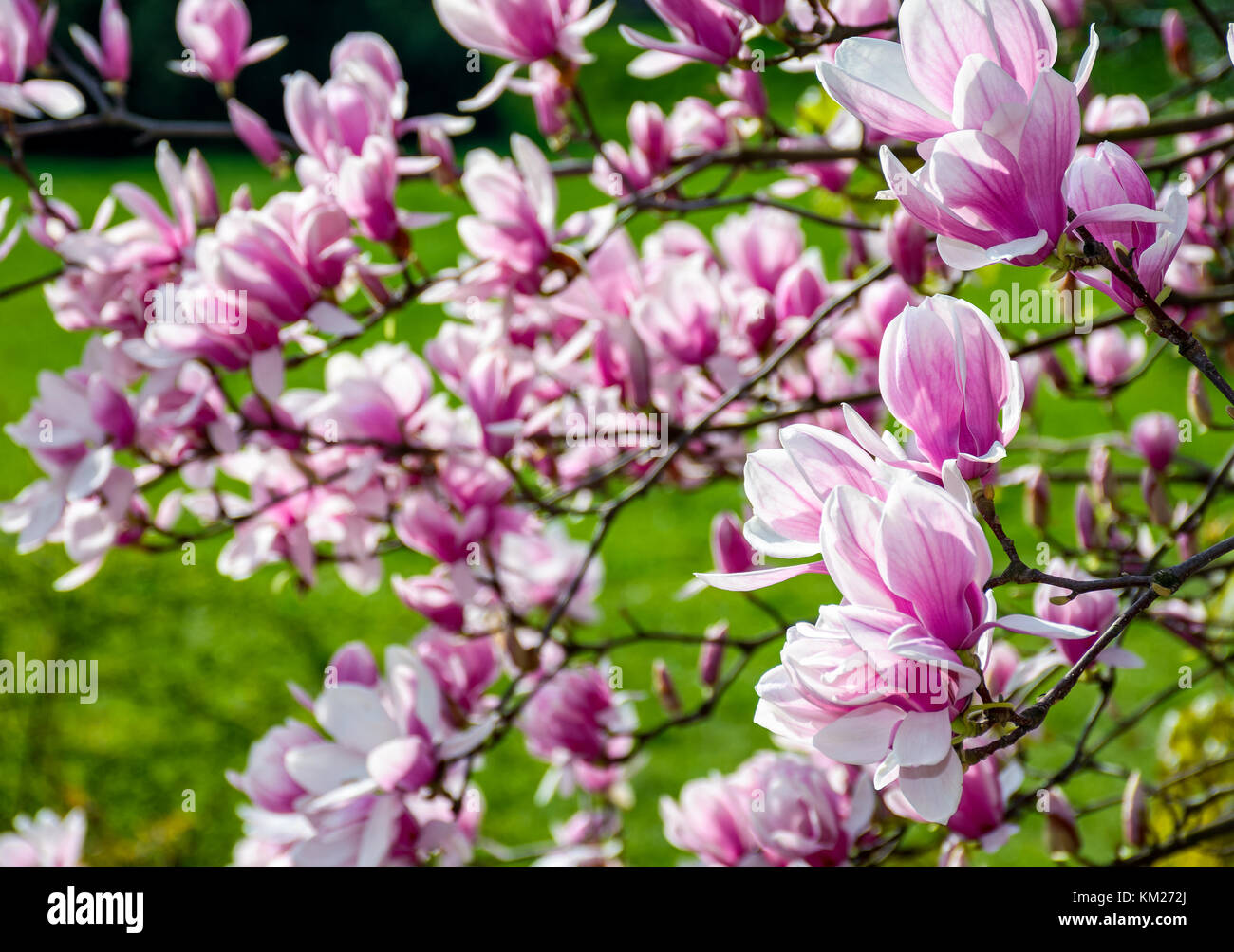 Fiori di magnolia close up con profondità di campo su una sfocatura sullo sfondo Foto Stock