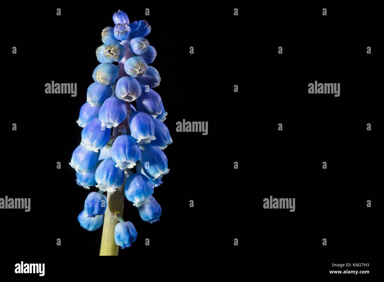 Muscari armeniacum - armeno giacinto d'uva Foto Stock