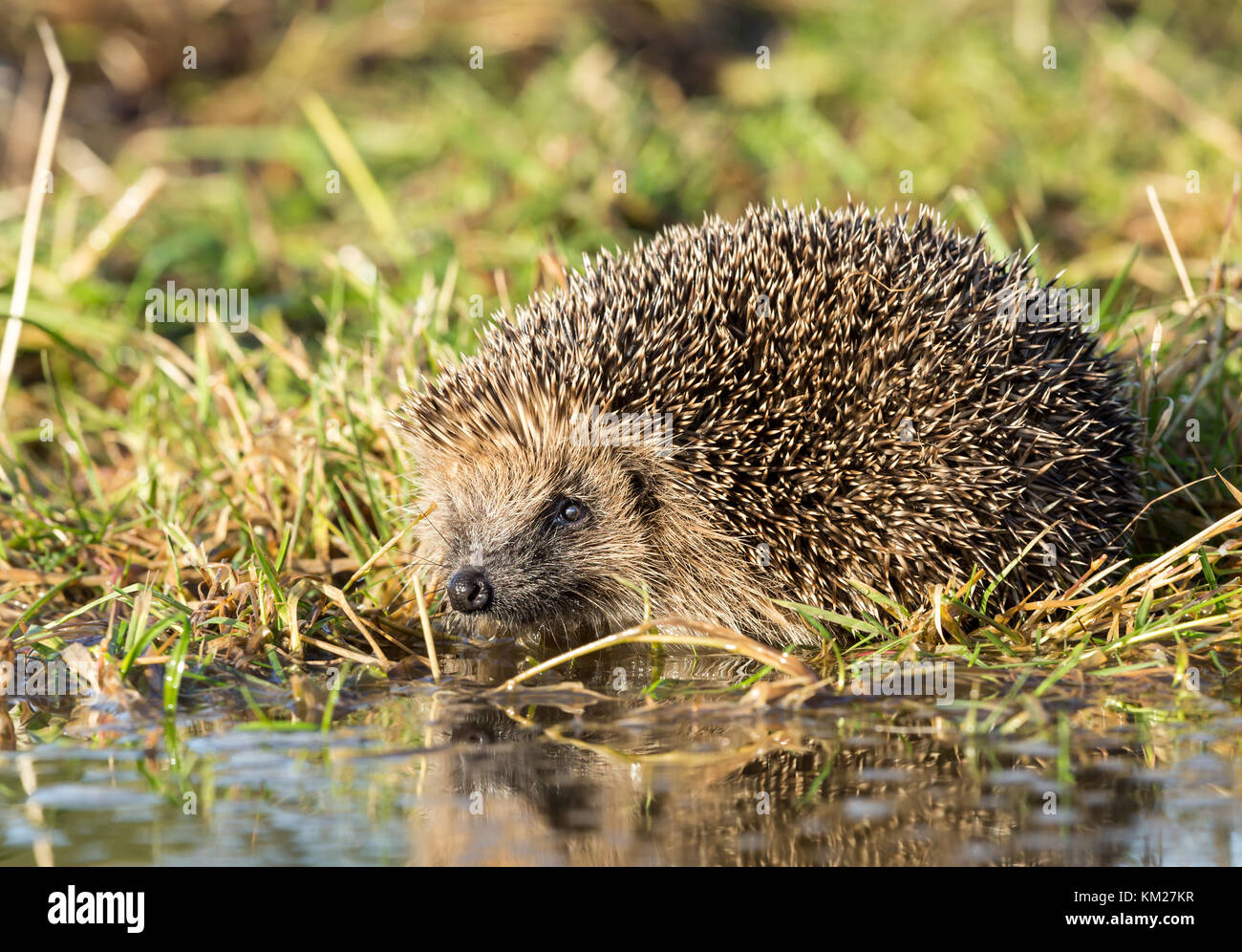 Hedgehog ad una piscina d'acqua circa per bere. Hedgehog nativo e selvatico. Erinaceus Europaeus Foto Stock