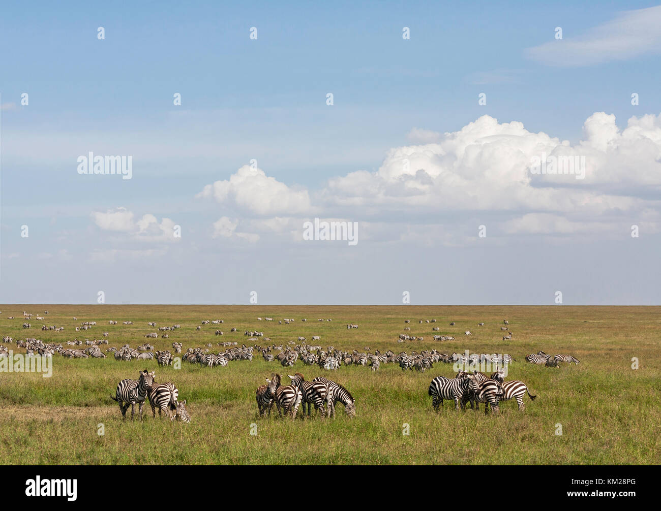Zebre che pascolano nel Serengeti, Tanzania Africa Foto Stock