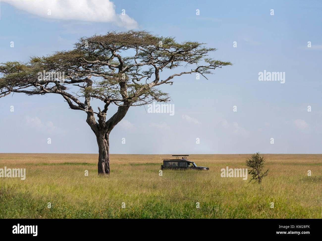 Jeep safari nel Serengeti, Tanzania Africa Foto Stock