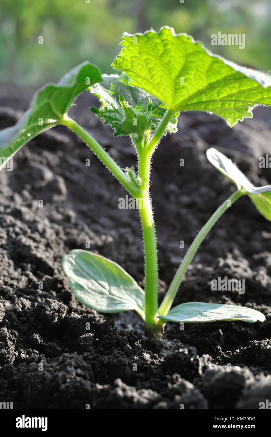 Close-up di crescita di giovani cetriolo nell'orto , backlit,composizione verticale Foto Stock