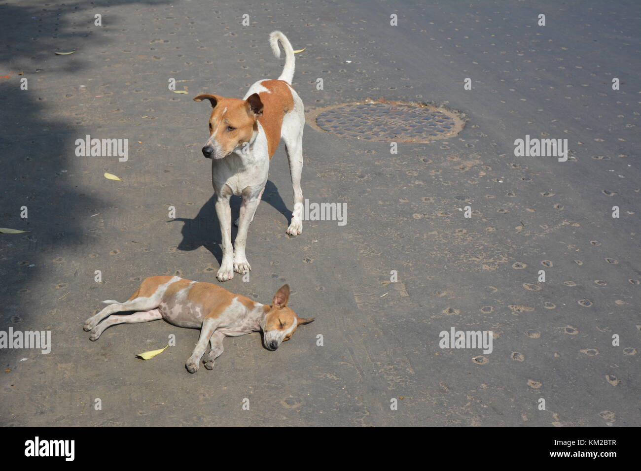Kolkata, India, il 3° dicembre 2017. Strada indiano cane dorme la domenica mattina in quattro lane barrackpore trunk road altrimenti molto trafficata in altri giorni. Il padre si prende cura del cane il bambino. Credito: rupa ghosh/alamy live news. Foto Stock