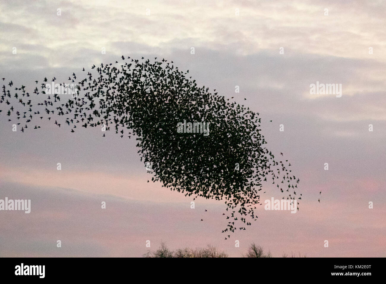 Burscough, Lancashire. Regno Unito Meteo. 3 dicembre, 2017. Migliaia di starling in cerca di un posatoio comunale in canneti a Martin Mere, sono tormentati e pursed da parte di un residente falco pellegrino. Le forme volute e formano parte di una tecnica evasiva per sopravvivere e per confondere e impressiona il rapace. Più grande è la simulazione di greggi, più è difficile per i predatori individuare e prendere un singolo uccello. Per gli storni possono volare rapidamente in coordinato e ipnotizzante formazioni come una azione di gruppo per sopravvivere all'attacco. Credito: MediaWorldImages/AlamyLiveNews. Foto Stock