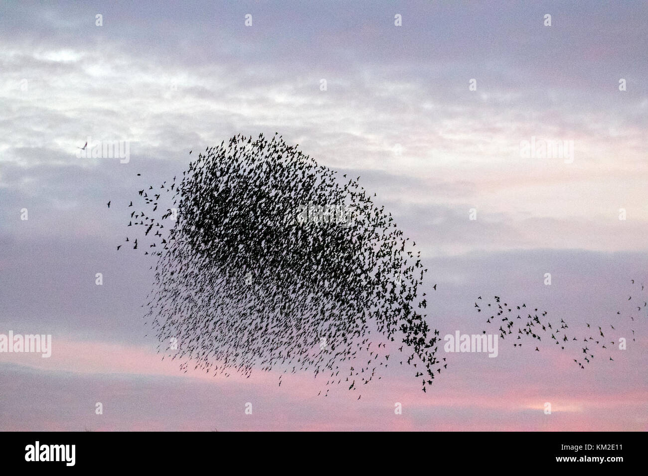 Burscough, Lancashire. Regno Unito Meteo. 3 dicembre, 2017. Migliaia di starling in cerca di un posatoio comunale in canneti a Martin Mere, sono tormentati e pursed da parte di un residente falco pellegrino. Le forme volute e formano parte di una tecnica evasiva per sopravvivere e per confondere e impressiona il rapace. Più grande è la simulazione di greggi, più è difficile per i predatori individuare e prendere un singolo uccello. Per gli storni possono volare rapidamente in coordinato e ipnotizzante formazioni come una azione di gruppo per sopravvivere all'attacco. Credito: MediaWorldImages/AlamyLiveNews. Foto Stock