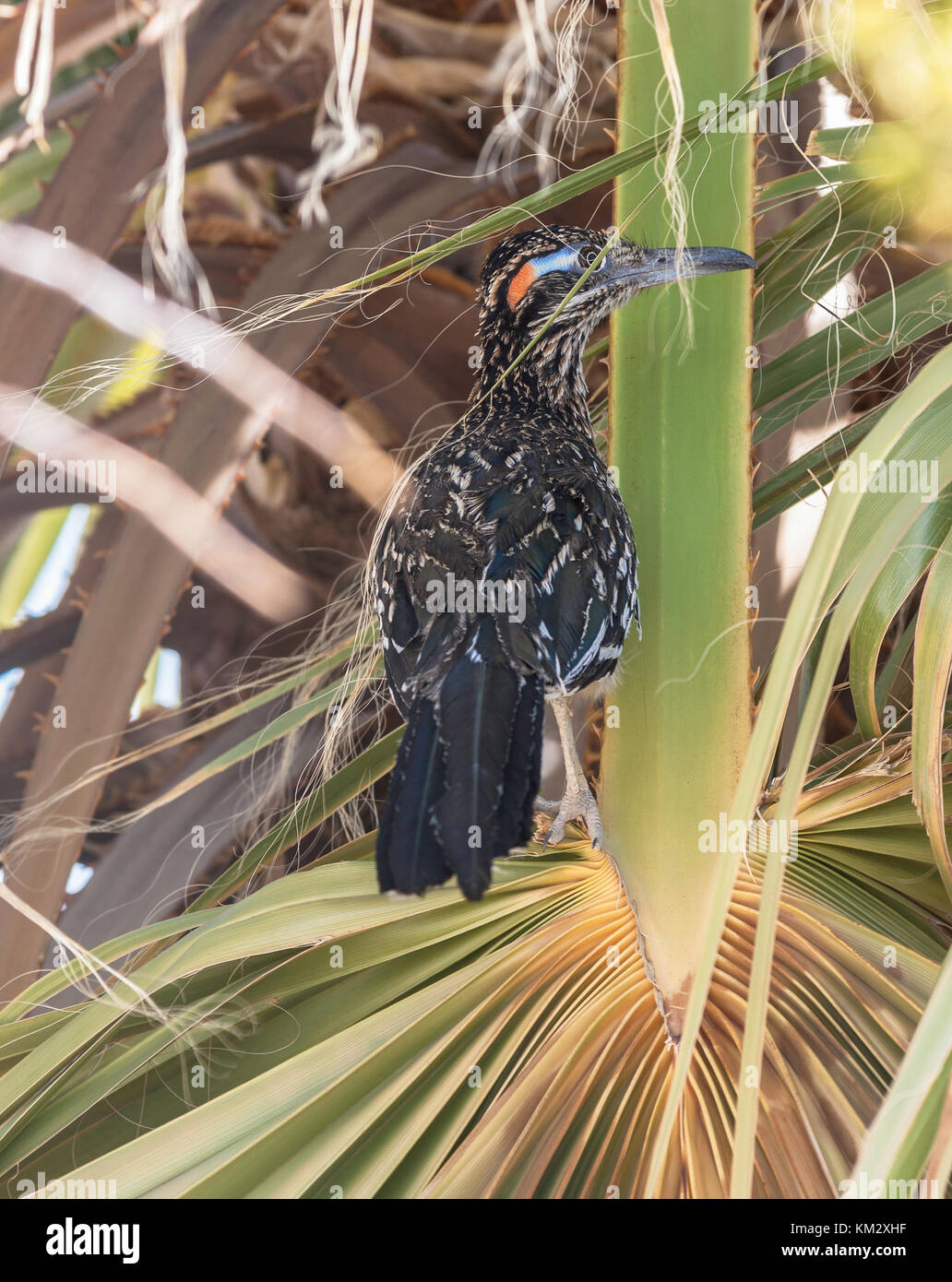 Road Runner Geococcyx californianus, in una boccola nel Parco Nazionale della Valle della Morte, California, Stati Uniti d'America. Foto Stock