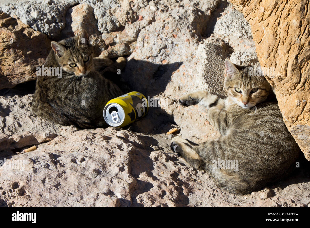 Due gattini poco con gli occhi gialli posa sulle rocce, con una prova di un comportamento antisociale Foto Stock