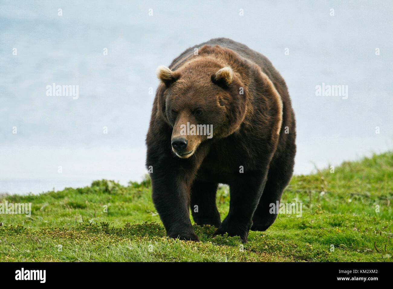 L'orso bruno (Ursus arctos) nel lago di Kurile, penisola di Kamchatka, Russia. Foto Stock