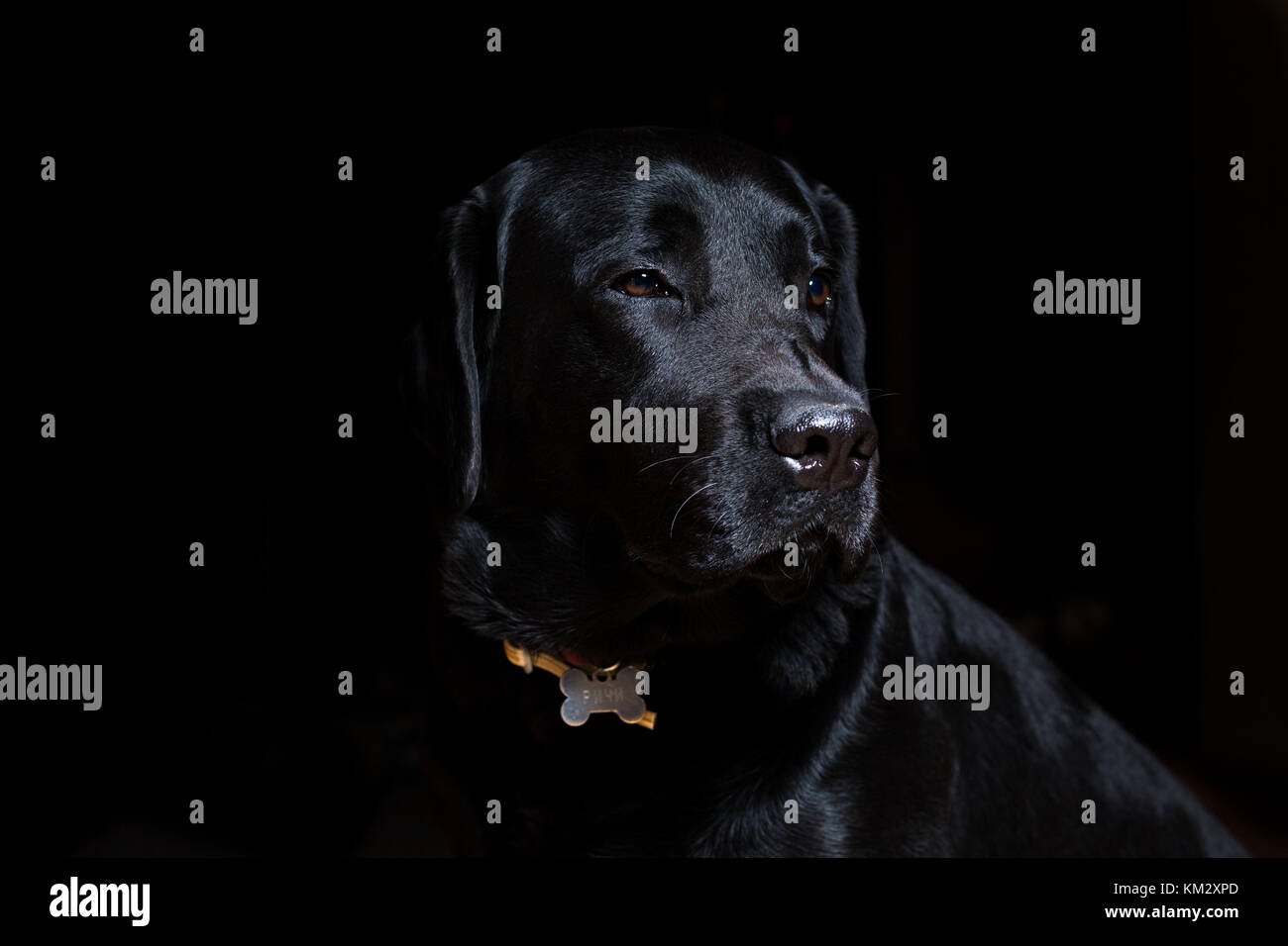 Il Labrador nero cane ritratto su sfondo nero Foto Stock