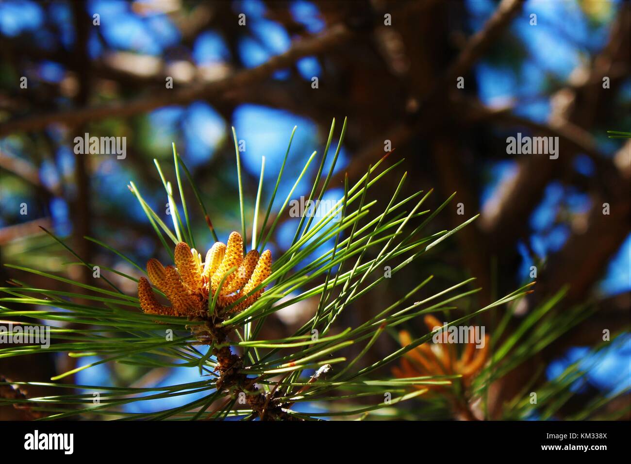 Un germogliamento pino negli Stati Uniti Foto Stock