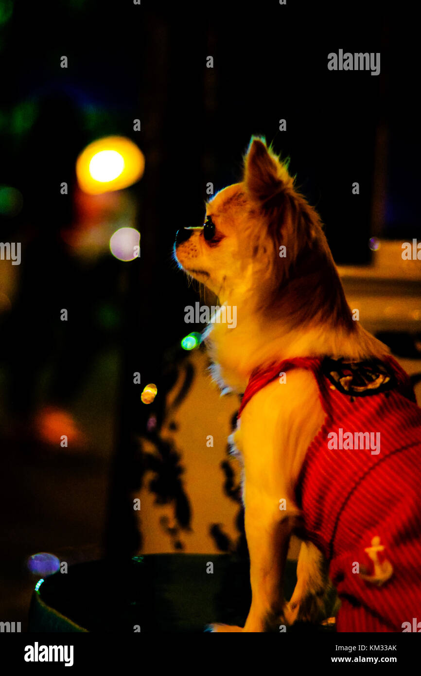 Cane solitario in attesa per il proprietario Foto Stock